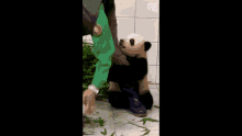 Korean Panda GIF
