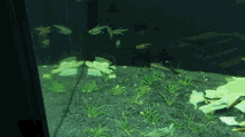 How To Introduce Neon Tetras To A Bett GIF - How To Introduce Neon Tetras To A Bett GIFs
