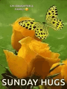 Butterfly Yellow Rose GIF