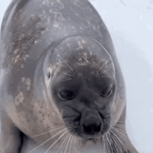 Seal Disgusted GIF - Seal Disgusted Ew GIFs