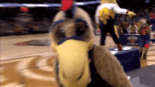 New Orleans Pelicans Pierre The Pelican GIF