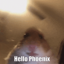 Hello Phoenix Hi GIF - Hello Phoenix Phoenix Hi GIFs