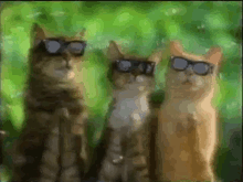 коты аплодисмент GIF - коты аплодисмент GIFs