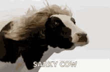 Cow Wig GIF