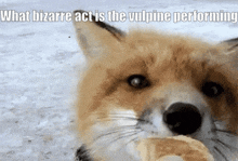 a close up of a fox eating a donut with a caption that says what bizarre act is the vulpine performing