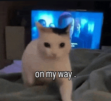 a white cat is standing on a bed in front of a television and says `` on my way '' .