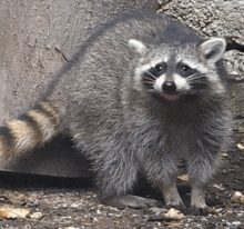 Raccoon Nom Nom GIF - Raccoon Nom Nom GIFs