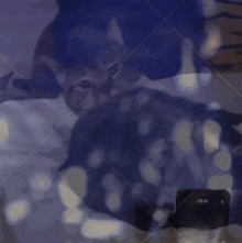 Disco Cat Cat Rave GIF - Disco Cat Cat Rave Rave GIFs