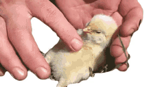 petting chicken