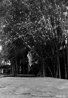 a black and white photo of a tiger jumping in the air with the words downfalling below it