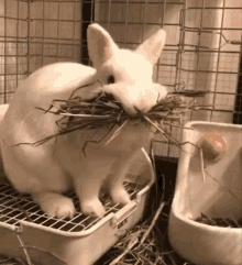 Bunny Eating GIF - Bunny Eating GIFs