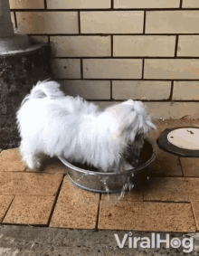 Cute Puppy Playing GIF