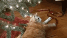Crazy Cats Christmas Xmas Tree Cat GIF - Crazy Cats Christmas Xmas Tree Cat GIFs
