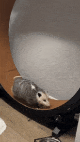 Opossum Running GIF