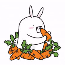 rabbits bunnies
