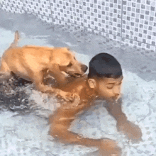 Dog Drowning Owner Agustdgaf GIF - Dog Drowning Owner Agustdgaf GIFs