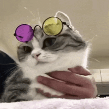 a cat wearing sunglasses is being held in a person 's hand .
