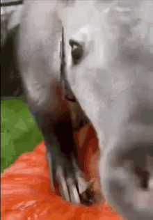 Aardvark Snorf GIF