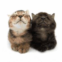 two cats are laying next to each other with their eyes closed and smiling