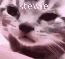 Prince Stew Stew GIF - Prince Stew Stew Crying Cat Stew GIFs
