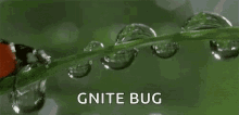 Lady Bug GIF - Lady Bug Gnite GIFs