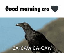 Team Crow Good Morning GIF - Team Crow Good Morning Good Morning Cro GIFs