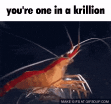 Krill Krillion Shrimple GIF - Krill Krillion Shrimple GIFs