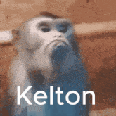 Kelton GIF - Kelton GIFs