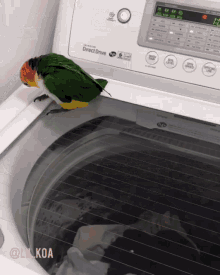 Parakeet Washing Machine GIF - Parakeet Washing Machine Spinning GIFs