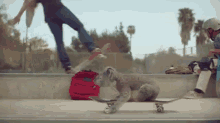 That'S Something You Don'T See Everyday GIF - Koala San Diego Zoo Skateboarding GIFs