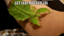 Leaf Bug GIF - Leaf Bug Stickbug GIFs