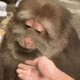a person is feeding a monkey a piece of food