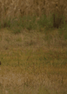 Tapir Sneak GIF - Tapir Sneak Field GIFs