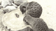 Trauben Erdmännchen GIF - Trauben Erdmännchen Meercat GIFs