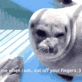 Seal Silly GIF - Seal Silly Fingers GIFs