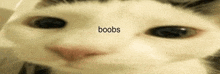 a close up of a cat 's face with the word boobs written above it .