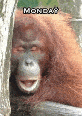 Monkey Monday Orangutan GIF - Monkey Monday Monday Orangutan GIFs