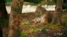 Grooming Tiger A Tigers Tale GIF - Grooming Tiger A Tigers Tale Nat Geo Wild GIFs