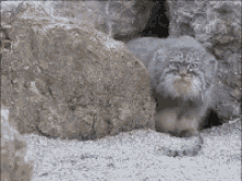 Bobcat Hello GIF - Bobcat Hello Wild Animals GIFs