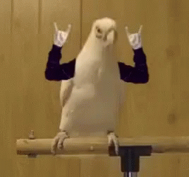 Parrot Rock On GIF - Parrot Rock On Ok GIFs