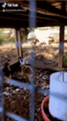 a cat is sitting under a bridge next to a bucket and a bucket of water .