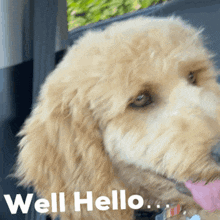 Well Hello Doodle GIF - Well Hello Doodle Puppy GIFs