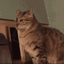 Cats Paw GIF - Cats Paw Cat Paw GIFs