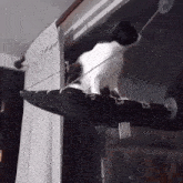 a black and white cat is sitting on a window hammock with the letter g on it