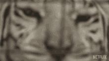 Tiger Stare GIF