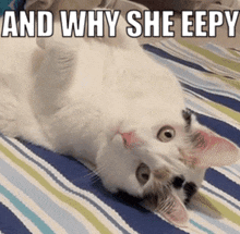 And Why She Eepy Cat GIF - And Why She Eepy Cat Cress GIFs