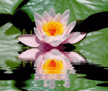 White5 Ra571 GIF - White5 Ra571 Pink Lotus GIFs