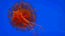 Exotic Jellyfish GIF - Jellyfish GIFs