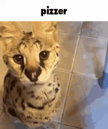 Pizzer Cat Tiger GIF - Pizzer Cat Tiger GIFs