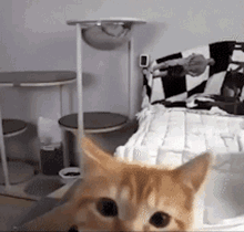 Cat Cat Meme GIF - Cat Cat Meme Cat Hit GIFs